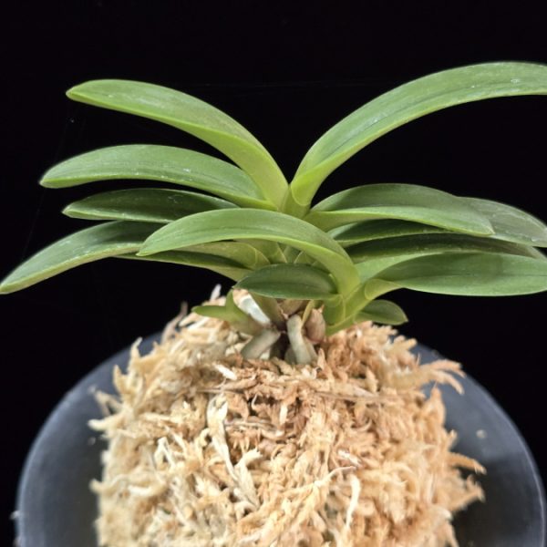 연자홍 戀紫紅 Yeonjahong