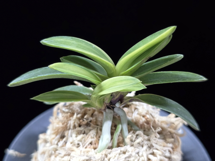 무명호 無名縞 Unnamed - Shima 무명호 無名縞 Unnamed - Shima