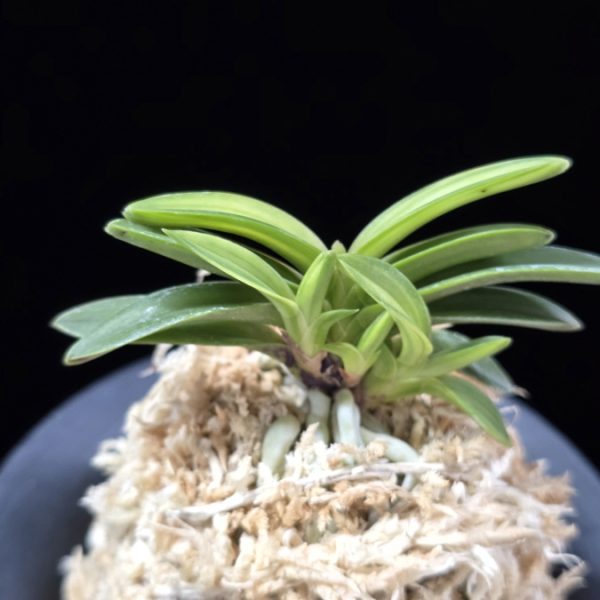 무명호 無名縞 Unnamed - Shima