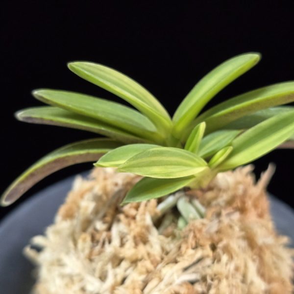 무명호 無名縞 Unnamed - Shima