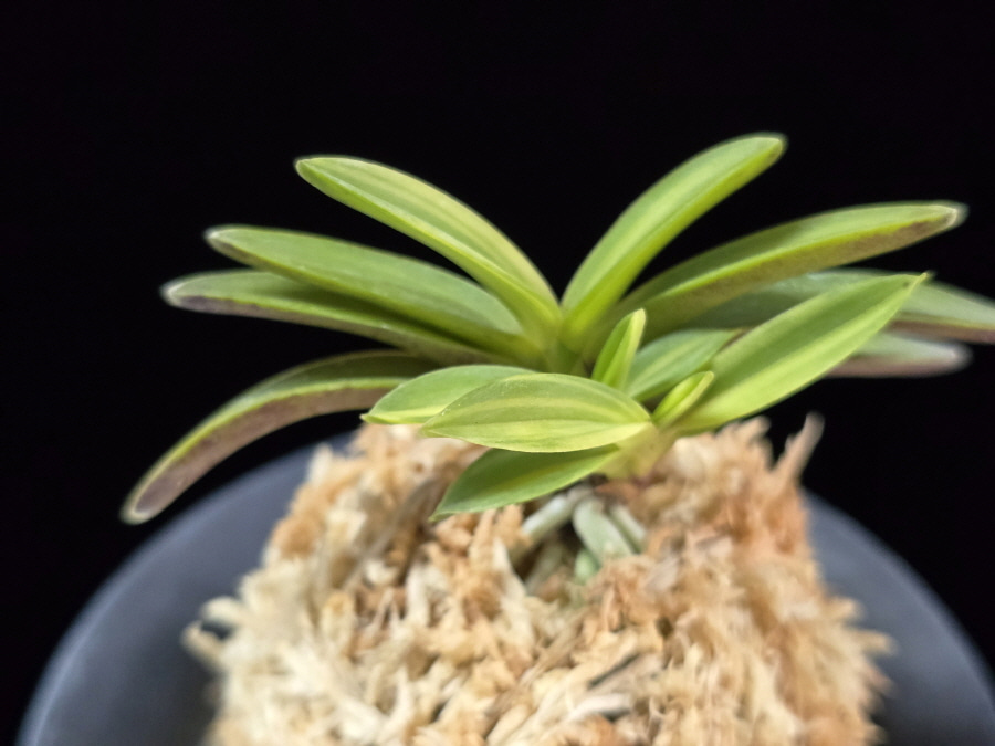 무명호 無名縞 Unnamed - Shima 무명호 無名縞 Unnamed - Shima