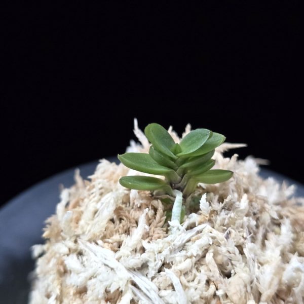 소천옥 小天玉 Kotengyoku