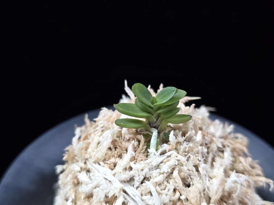 소천옥 小天玉 Kotengyoku 소천옥 小天玉 Kotengyoku