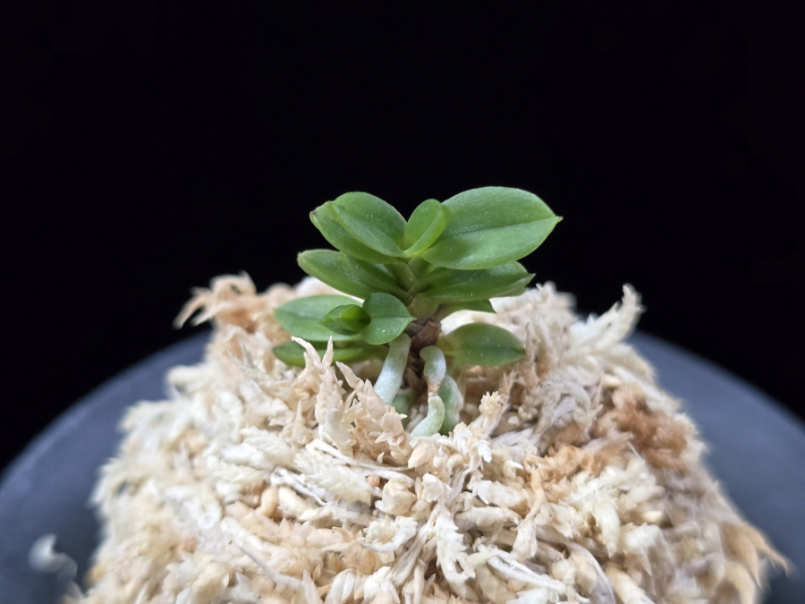 소천옥 小天玉 Kotengyoku 소천옥 小天玉 Kotengyoku