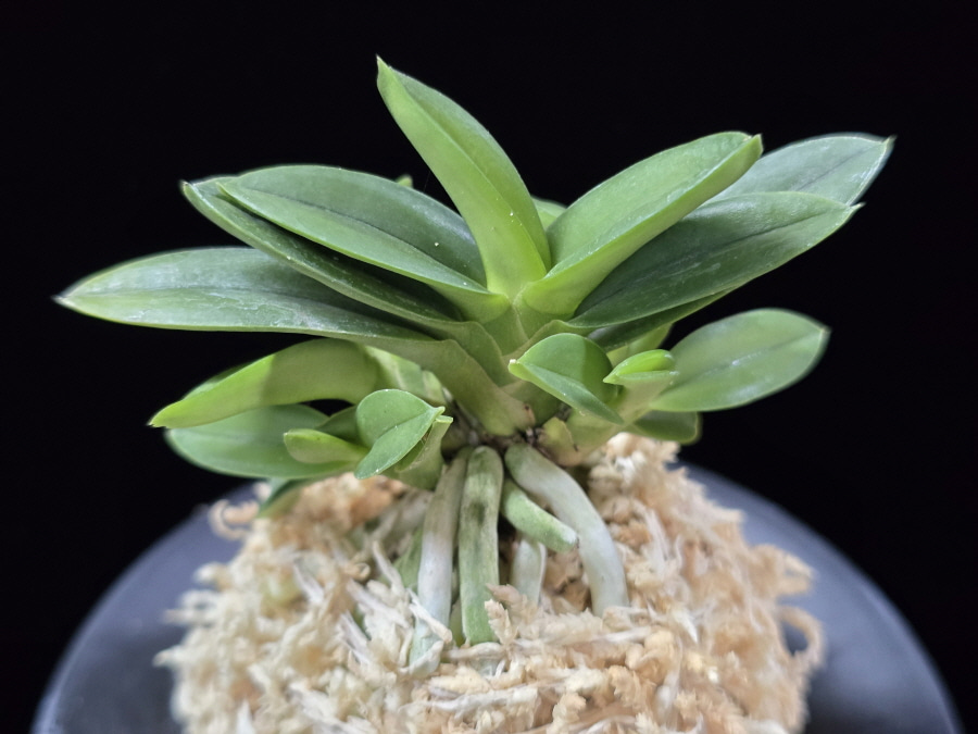 천재 千載 Senzai 천재 千載 Senzai