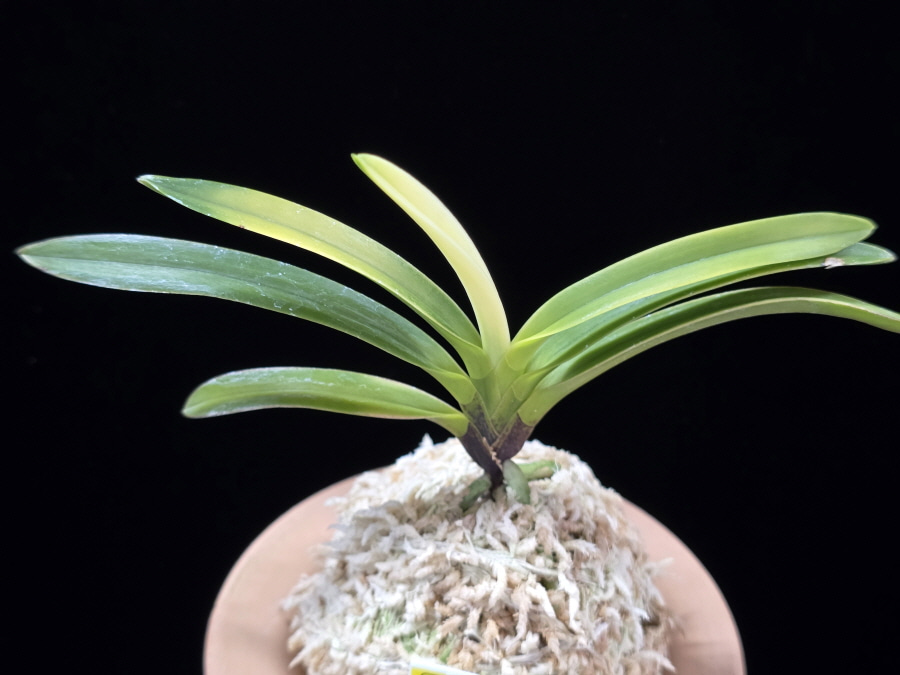 금직 錦織 Nishikiori 금직 錦織 Nishikiori