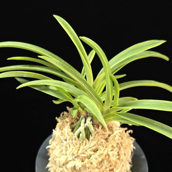 설중송 雪中松 Seoljungsong (Secchusho)