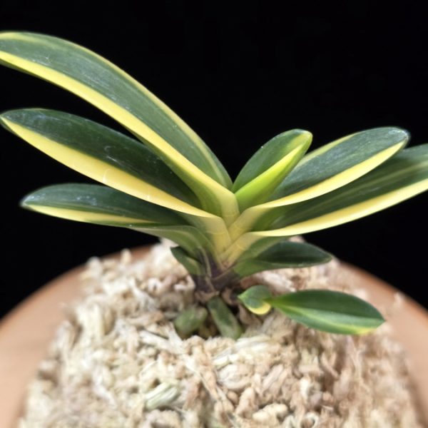 금강보 金剛宝 Kongoho