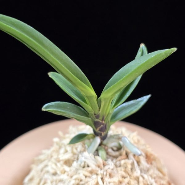 파격 破格(破天荒) Pagyeok(Hatenko)