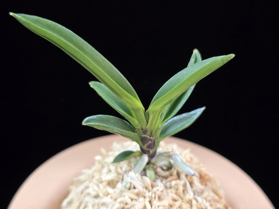 파격 破格(破天荒) Pagyeok(Hatenko) 파격 破格(破天荒) Pagyeok(Hatenko)