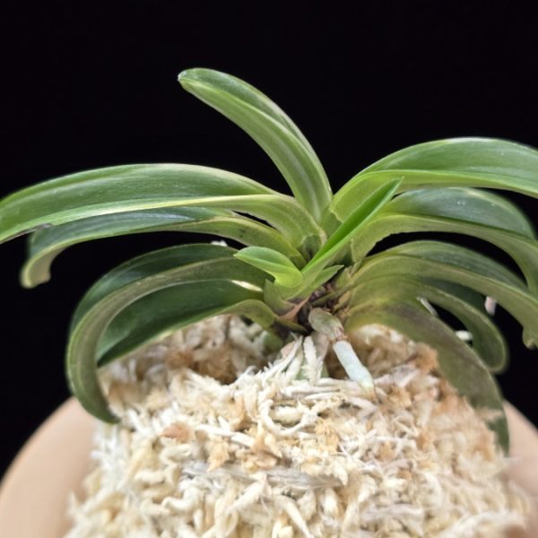 월파 越波 Wolpa(Geppa)