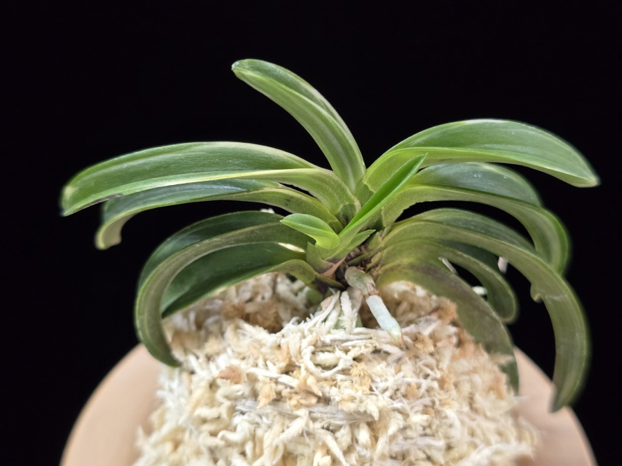 월파 越波 Wolpa(Geppa) 월파 越波 Wolpa(Geppa)