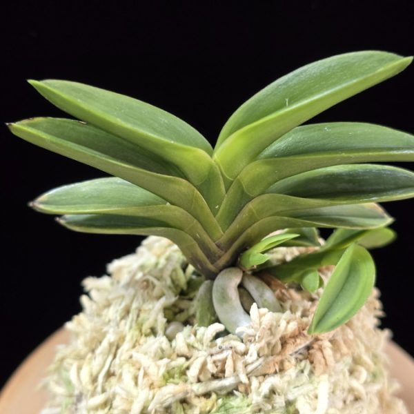 몽환복륜 夢幻覆輪 Mugen fukurin