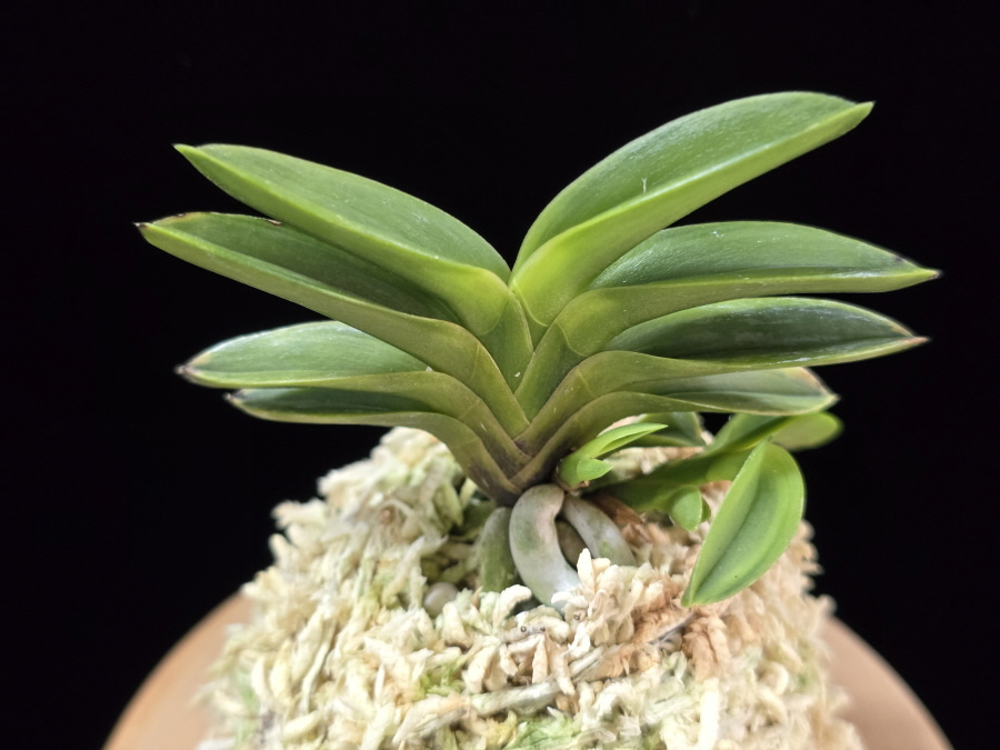 몽환복륜 夢幻覆輪 Mugen fukurin 몽환복륜 夢幻覆輪 Mugen fukurin