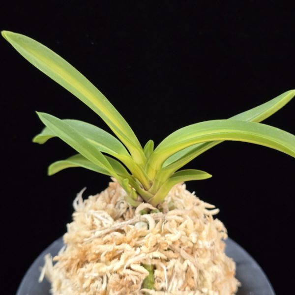 태명금 太明錦 Taemyeongguem