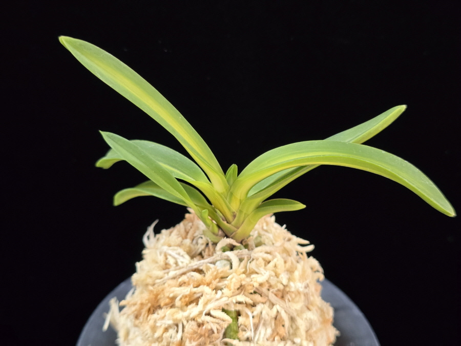 태명금 太明錦 Taemyeongguem 태명금 太明錦 Taemyeongguem