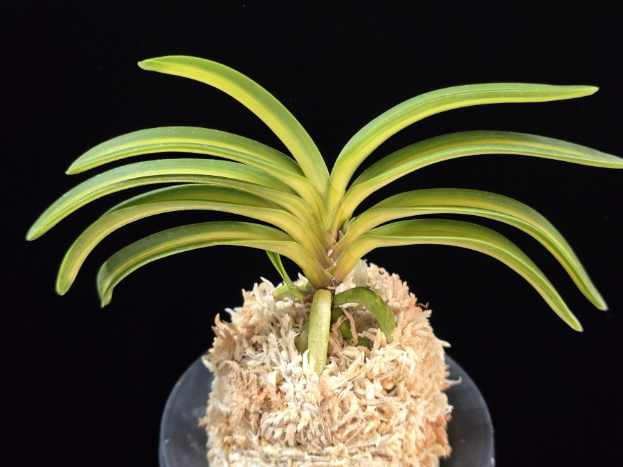 태명금 太明錦 Taemyeongguem 태명금 太明錦 Taemyeongguem