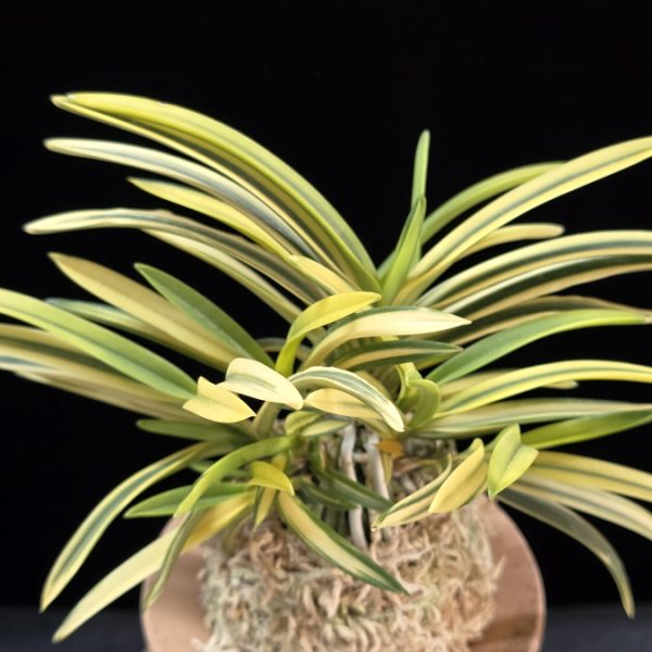 원화 源花  Wonhwa