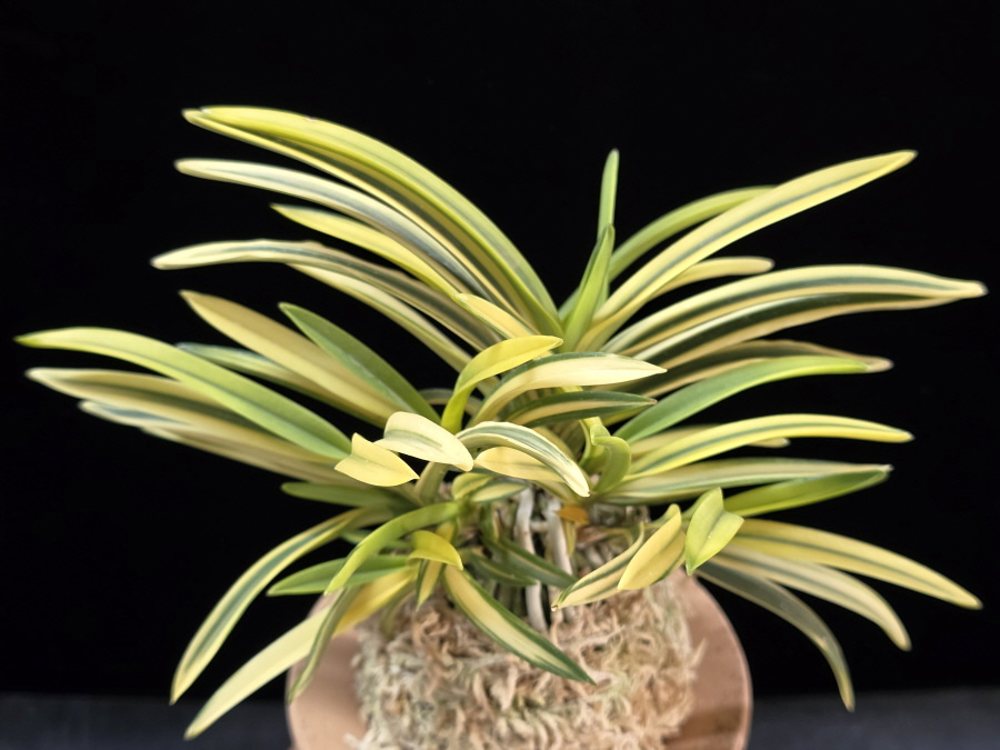 원화 源花 Wonhwa 원화 源花 Wonhwa