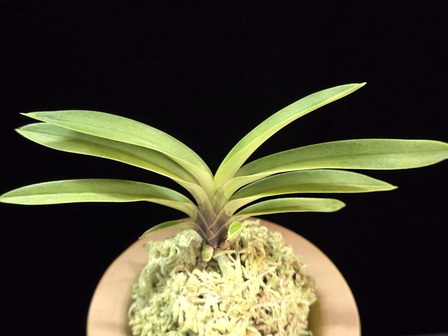 취설 吹雪 Chwiseol 취설 吹雪 Chwiseol