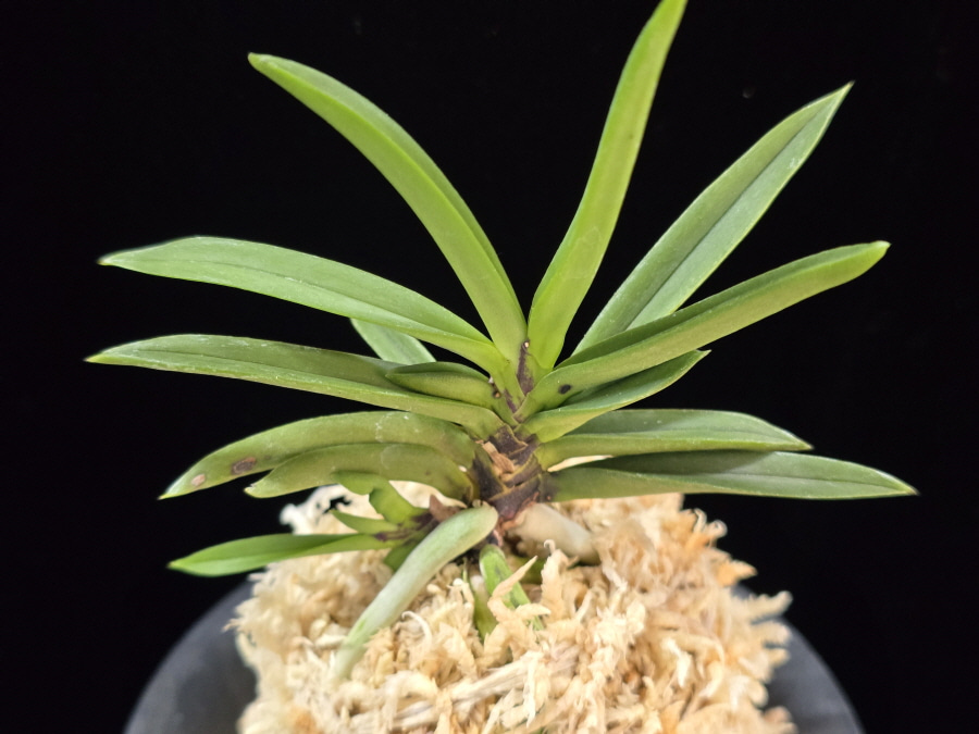 뇌호지검 瀬戸之剣 Seto no Tsurugi 뇌호지검 瀬戸之剣 Seto no Tsurugi