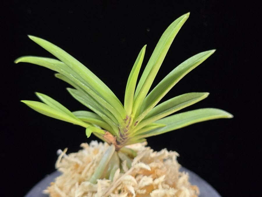 뇌호지검 瀬戸之剣 Seto no Tsurugi 뇌호지검 瀬戸之剣 Seto no Tsurugi