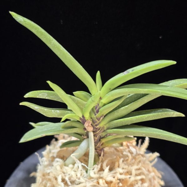 뇌호지검 瀬戸之剣 Seto no Tsurugi