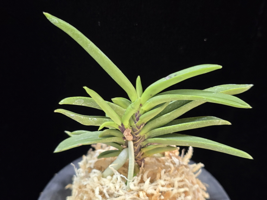 뇌호지검 瀬戸之剣 Seto no Tsurugi 뇌호지검 瀬戸之剣 Seto no Tsurugi