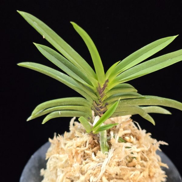 뇌호지검 瀬戸之剣 Seto no Tsurugi