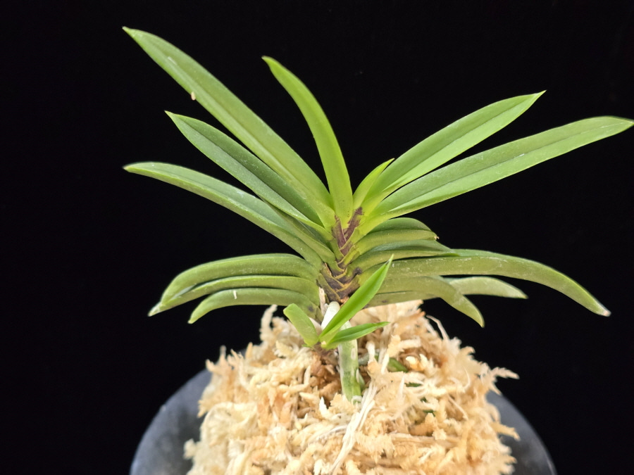 뇌호지검 瀬戸之剣 Seto no Tsurugi 뇌호지검 瀬戸之剣 Seto no Tsurugi