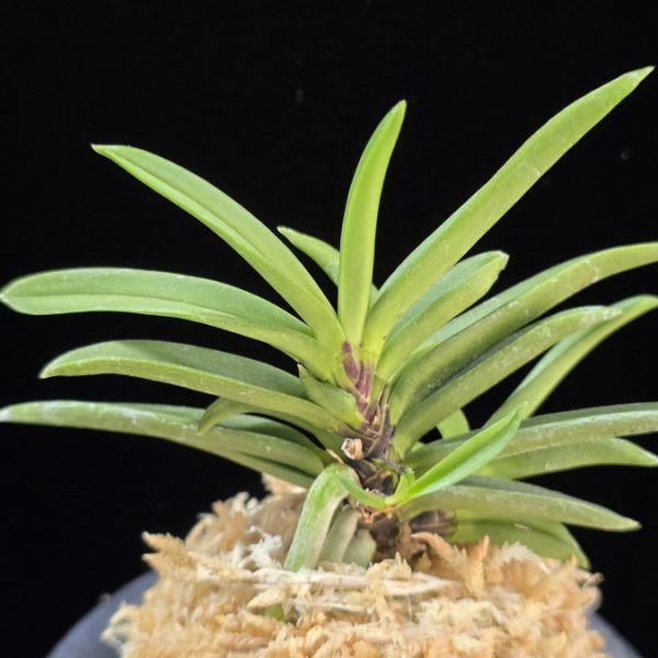 뇌호지검 瀬戸之剣 Seto no Tsurugi