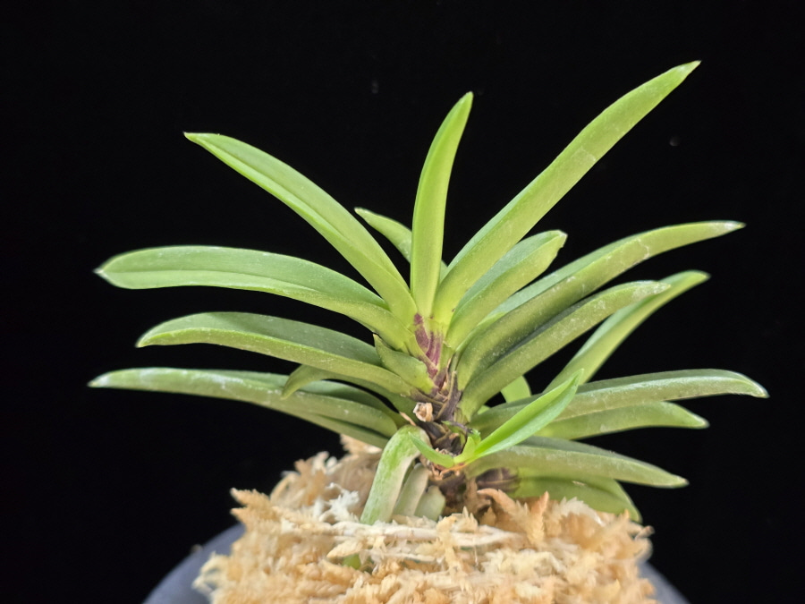 뇌호지검 瀬戸之剣 Seto no Tsurugi 뇌호지검 瀬戸之剣 Seto no Tsurugi