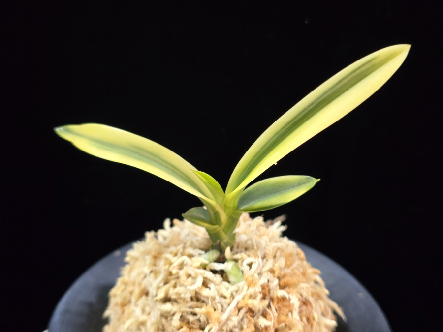 영호 影虎 Kagetora 영호 影虎 Kagetora