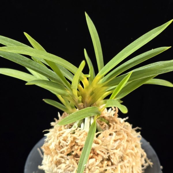 신기루 蜃気楼 Shinkirou