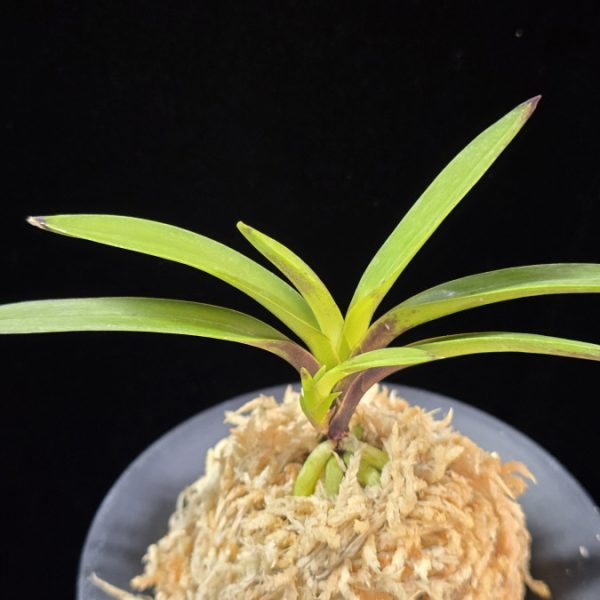 려인 麗人 Ryeoin (Ruby root)