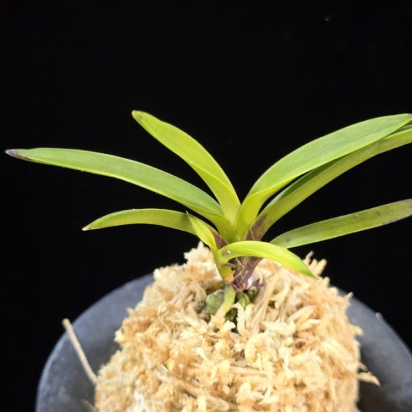 려인 麗人 Ryeoin (Ruby root)