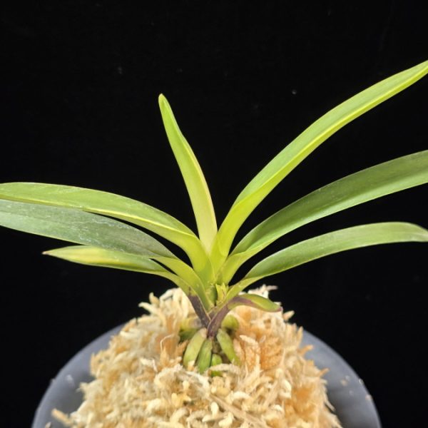 려인 麗人 Ryeoin (Ruby root)