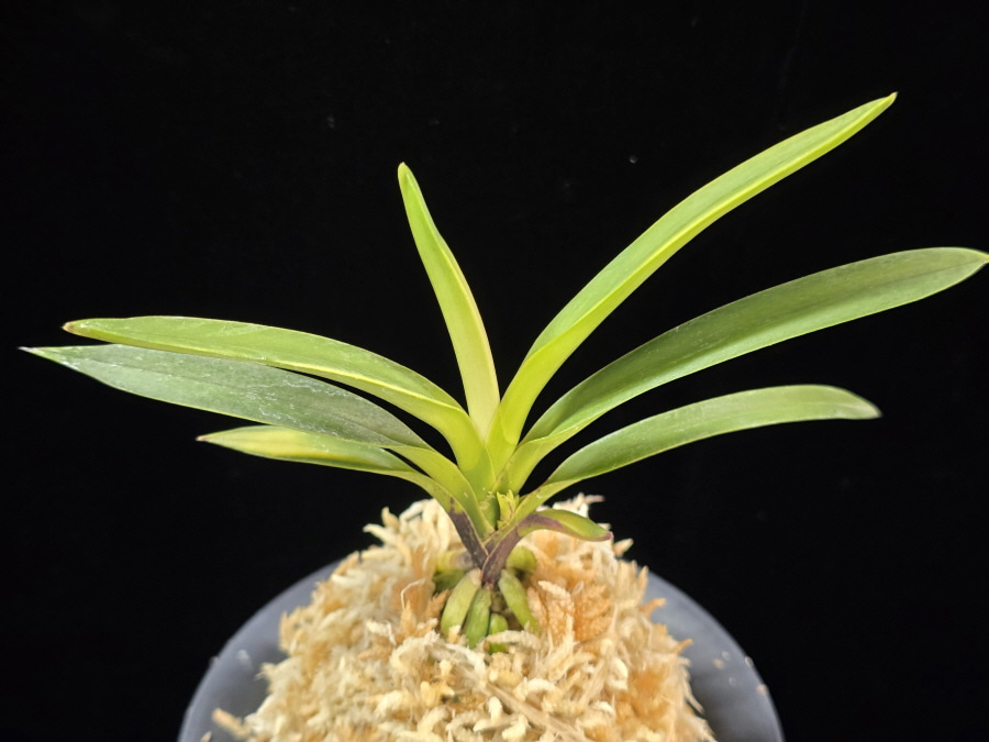 려인 麗人 Ryeoin (Ruby root) 려인 麗人 Ryeoin (Ruby root)