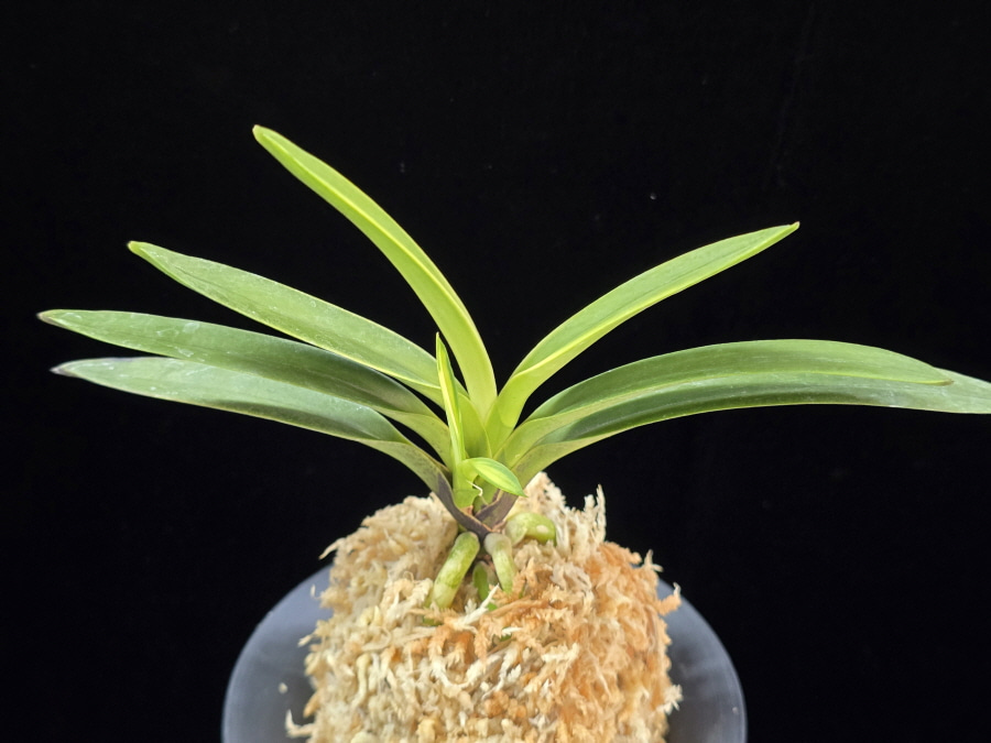 려인 麗人 Ryeoin (Ruby root) 려인 麗人 Ryeoin (Ruby root)