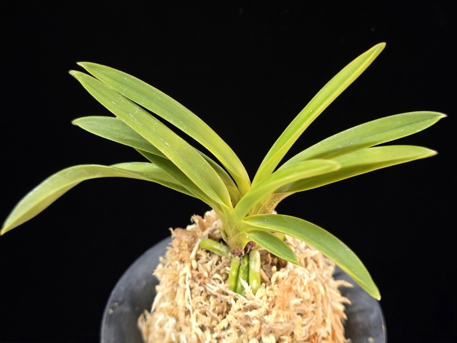 백천황 白天晃 Hakutenko ( White root) 백천황 白天晃 Hakutenko ( White root)