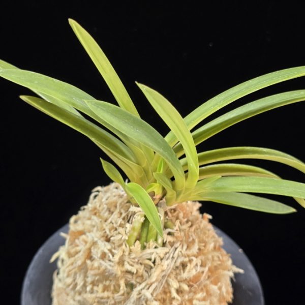 백천황 白天晃 Hakutenko ( White root)