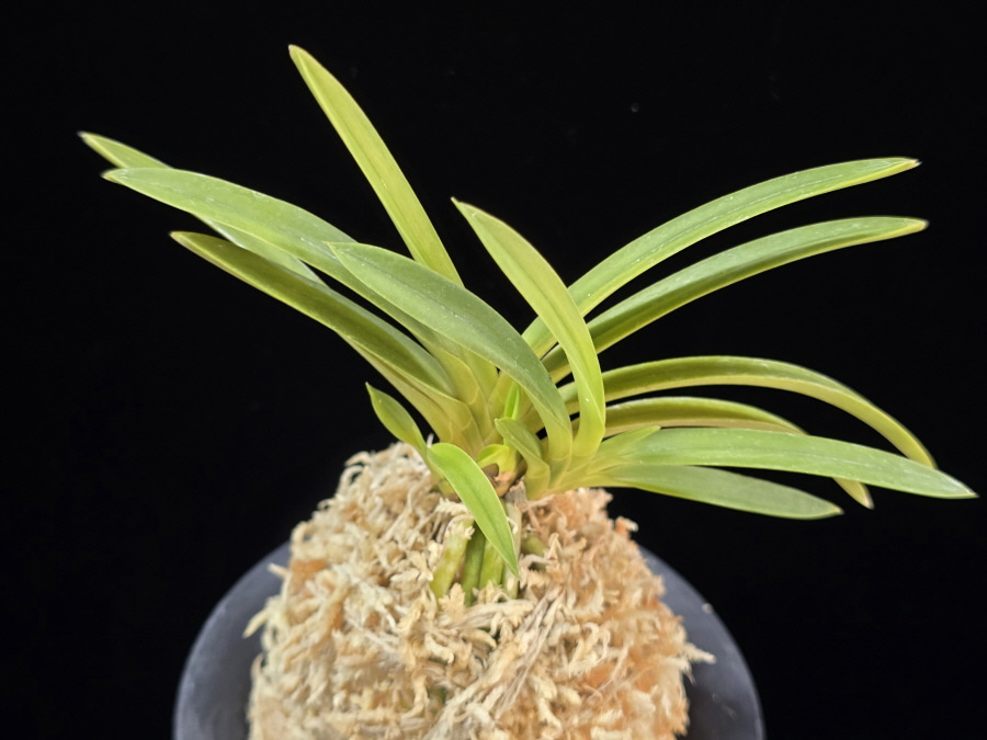 백천황 白天晃 Hakutenko ( White root) 백천황 白天晃 Hakutenko ( White root)