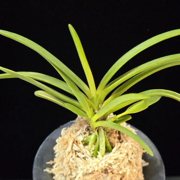 금성 金星 Kinboshi