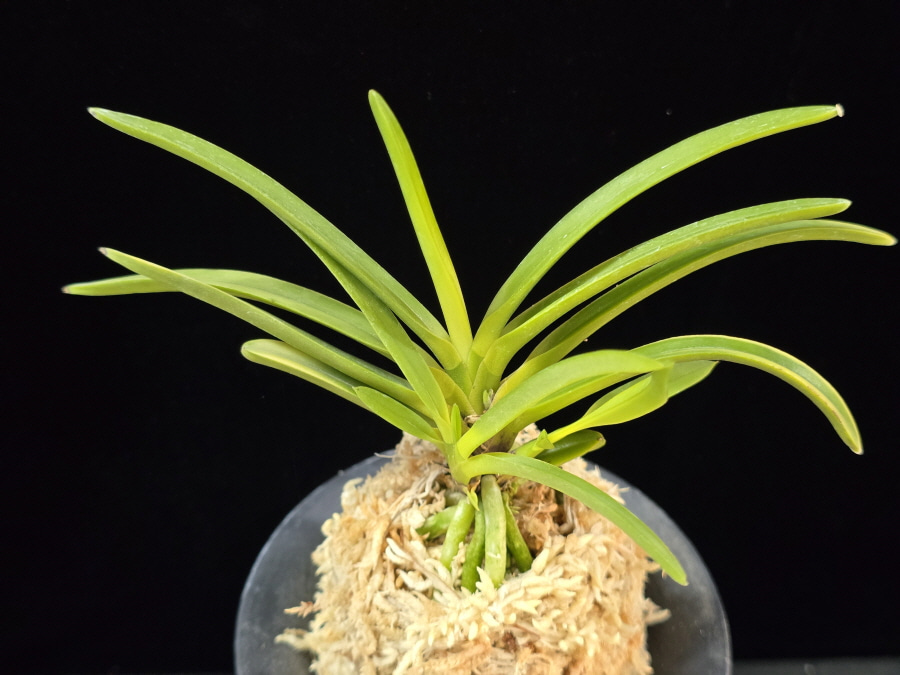 금성 金星 Kinboshi 금성 金星 Kinboshi