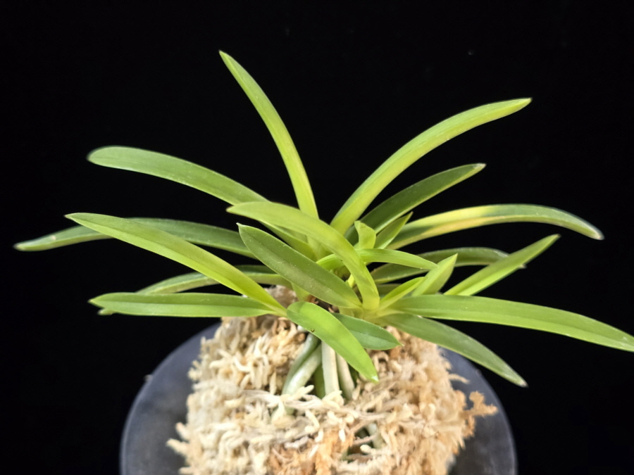 금성 金星 Kinboshi 금성 金星 Kinboshi