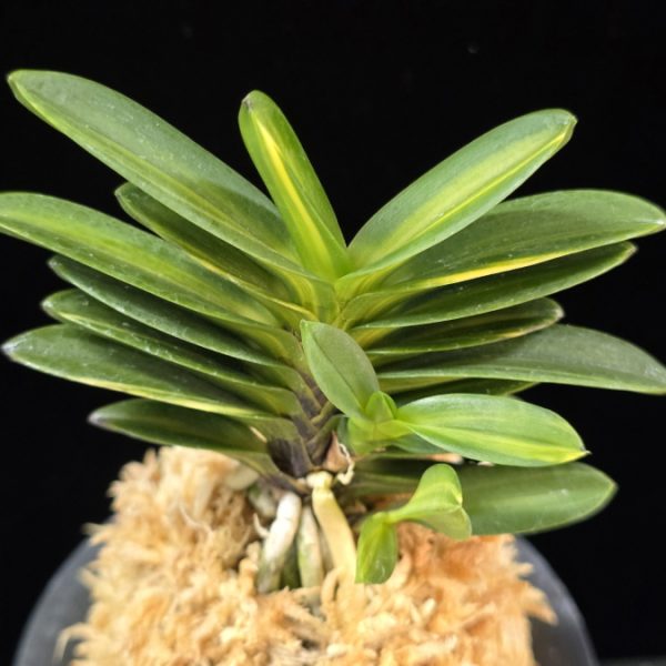 금강보 金剛宝 Kongoho