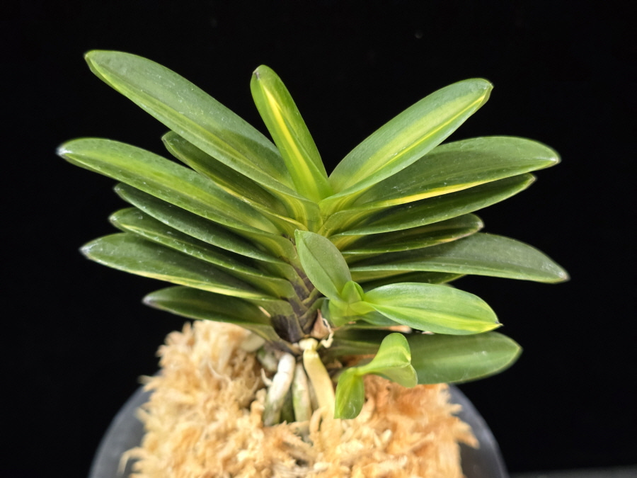 금강보 金剛宝 Kongoho 금강보 金剛宝 Kongoho