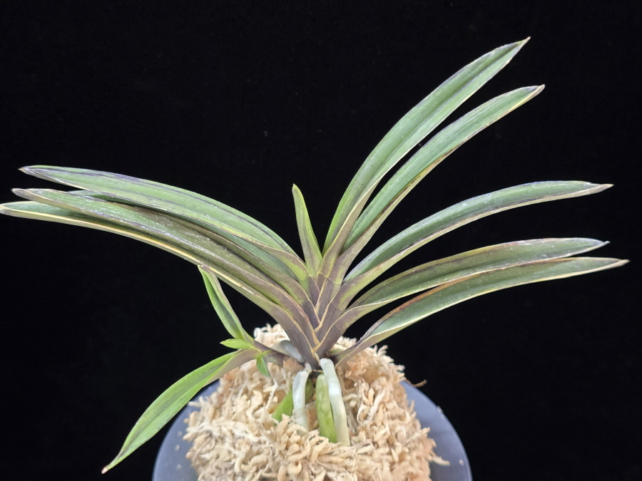 오관 烏冠 Ogwan 오관 烏冠 Ogwan