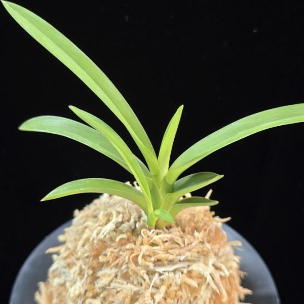 삼취전 三翠殿 Sansuiden