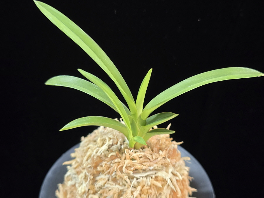 삼취전 三翠殿 Sansuiden 삼취전 三翠殿 Sansuiden